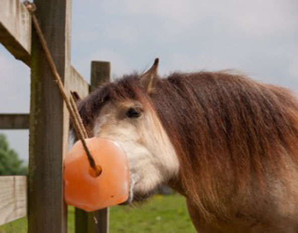 himalayan salt lamp horse